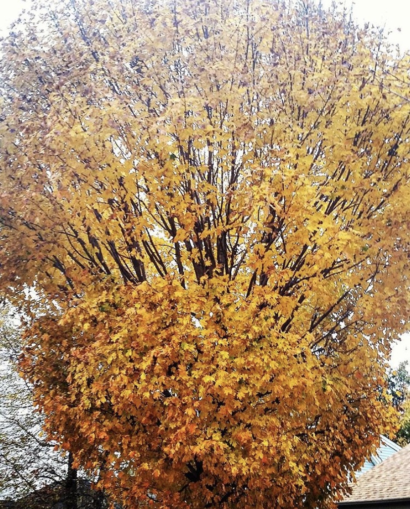 C611B46E-28DA-4F1D-B4F9-06CA63A5E762